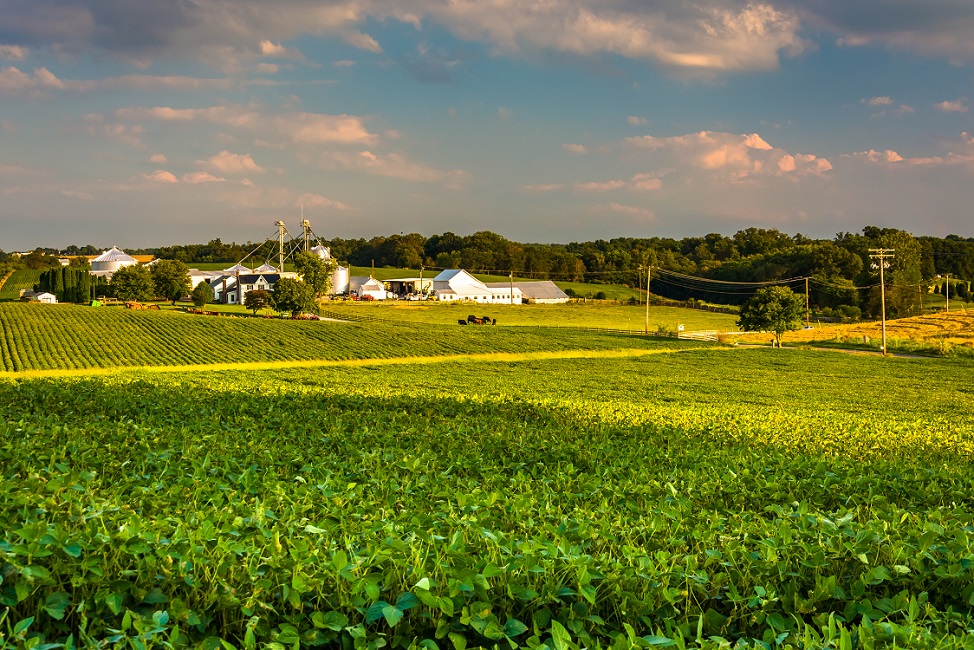 Evening light on farm fields in Howard County, Maryland.